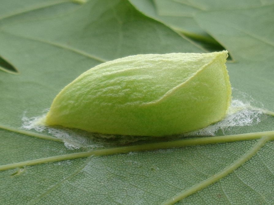 Bozzolo di Bena bicolorana (Nolidae) su Quercus robur